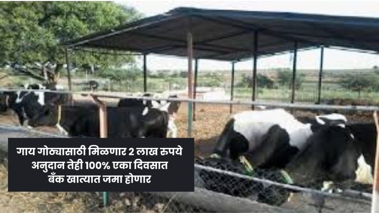 cow Farming